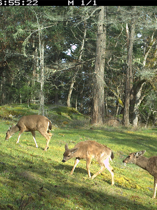 A herd of deer