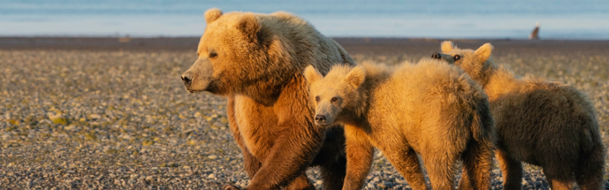 A family of bears