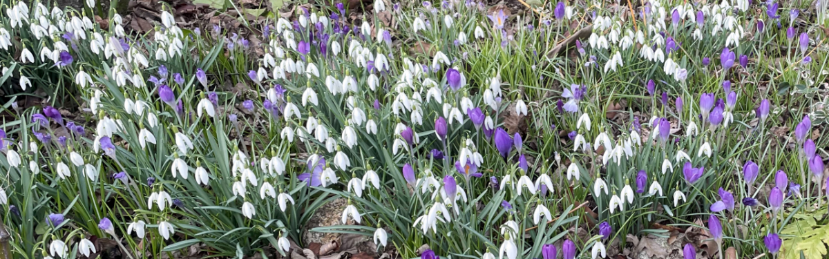 A field of flowers including dew drops and crocuses